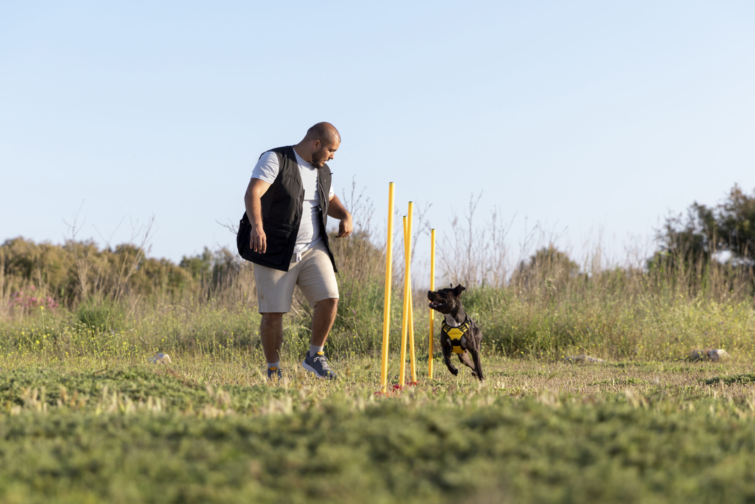 dog training - training for dogs - trained dogs