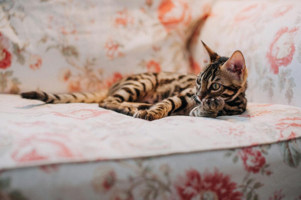 Unveiling the Allure of the White Bengal Cat - Dpils 